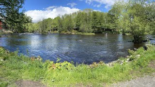 The 2023 fishing season in Mörrum River  Fly fishing for big salmon and sea trout [upl. by Eellac]