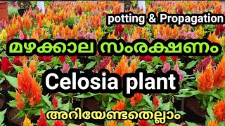 Celosia plant care  സെലോഷ്യ ചെടിയും മഴക്കാല സംരക്ഷണവും [upl. by Rebmak529]