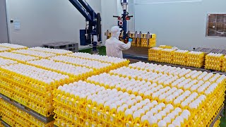 300000 eggs per day Automated Egg Factory Liquid Egg Processing  日產30萬顆蛋！洗選蛋工廠 液態蛋大量生產  臺南蛋品 [upl. by Yukio]