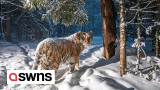 Endangered Amur tiger captured in a stunning camera trap picture  SWNS [upl. by Lorraine140]