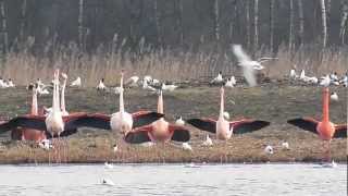 Flamingos in Zwillbrock März 2012wmv [upl. by Bevvy]