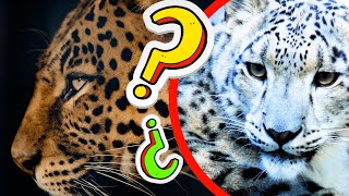 EL LEOPARDO🐆  Videos educativos para niños  Los animales  los Felinos  Documentales para niños [upl. by Teddie746]