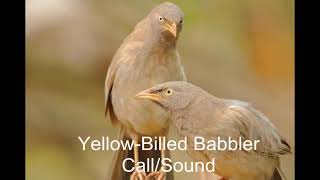 Yello Billed Babbler Call  Sound  Babblers  Babbler Birds  Sri Lankan Birds  Asian Birds [upl. by Oberon]