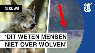 Jagende wolf haarscherp vastgelegd [upl. by Gough747]