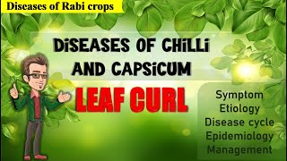 Diseases of Chilli  Leaf curl of chilli [upl. by Mellisa]