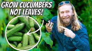 Growing CUCUMBERS Intensively At Home for Maximum Yield and Plant Health  StepbyStep Guide [upl. by Dov]