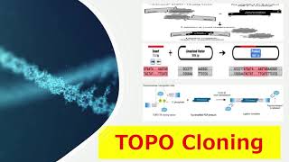 TOPO Cloning  Introduction Types of TOPO Cloning Principle and the Advantages of TOPO Cloning [upl. by Eulalie530]