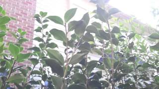 Pruning Camellia japonica in Fall [upl. by Ahtel]