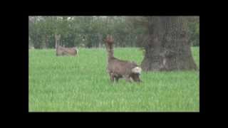 Roe buck stalked and shot with a 243 [upl. by Benedic2]