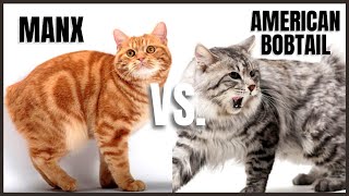 Manx Cat VS American Bobtail Cat [upl. by Maryellen]