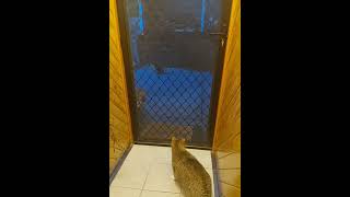 Kitty meets Pademelon 😳😂youtubeshorts cute animals australia [upl. by Marquet976]