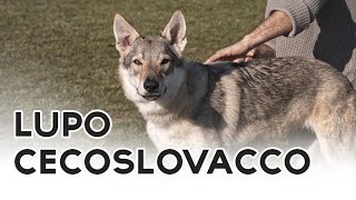 LUPO CECOSLOVACCO [upl. by Raviv]