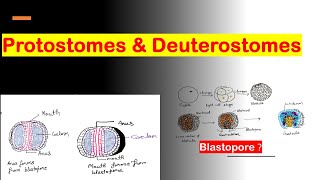 Protostomes and Deuterostomes [upl. by Eglanteen]