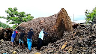 Bikin merinding  Kayu angker sungai papua digergaji bahan meja L sultan korea I Sawmill [upl. by Drannek862]