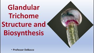 Glandular Trichome Structure and Biosynthesis [upl. by Noteloc879]