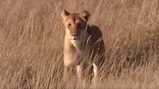 Lioness Protecting Her Cubs from Danger  BBC Earth [upl. by Tripp90]