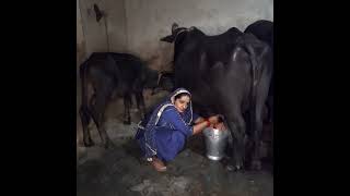 buffalo milking by hand ✋️ haryanvi Village life hardwork viral milking vedio 👌🏽 ♥️ 🙏🏼 youtube [upl. by Idyak]