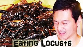 Locusts Eating Challenge 【イナゴ！】イナゴ初体験！チャレンジ [upl. by Dorcia]