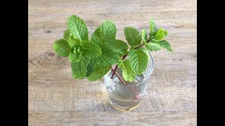 How To Grow Mint In Water  Growing Mint Plant From Cuttings In Water With Updates  Whimsy Crafter [upl. by Nanam375]