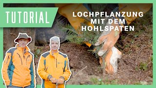 Wolfi zeigt Lochpflanzung mit dem Hohlspaten I Tutorial Pflanzung Pflanzen [upl. by Teragram]