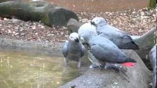 African Greys Eating Ice [upl. by Greenland389]