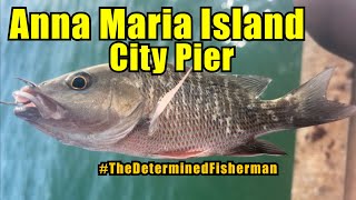 Anna Maria Island City Pier Fishing TheDeterminedFisherman [upl. by Lusty]