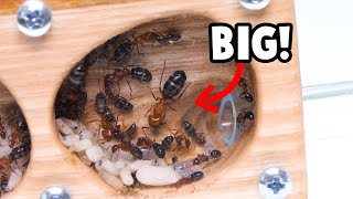 INSANE MAJOR Camponotus Decipiens [upl. by Rasec]