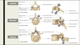 the difference between cervical thoracic and lumbar vertebrae easily explained [upl. by Aliban]