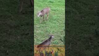 Bucks Fight During The Rut  Deer Hunting [upl. by Elletnwahs]