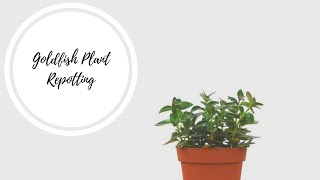 Repotting Goldfish Houseplant  How to repot a Goldfish Plant [upl. by Nahshunn]