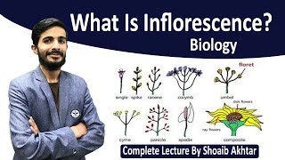 What Is inflorescence  Types Of inflorescence By Shoaib Akhtar [upl. by Ramar]