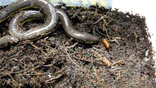 Feeding A Caecilian [upl. by Konyn]