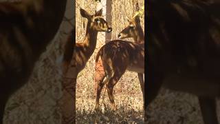 deer forest nature antlers animals elk wildlifepicoftheday zoo parkmfuwe southluangwa afr [upl. by Ahcire850]