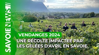 Vendanges 2024  une récolte impactée par les gelées davril en Savoie 🍇 [upl. by Sane]