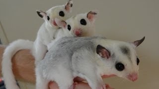 The Pet Glider A Family Portrait of Cute Mosaic Sugar Gliders [upl. by Eisej]