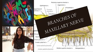 BRANCHES OF MAXILLARY NERVESelf made mnemonics [upl. by Rika231]