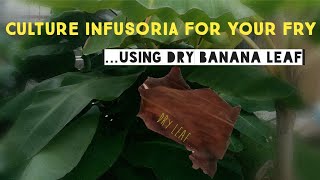 How to Culture Infusoria Using Banana Leaf for Your Fry  Cara Kultur Infusoria Guna Daun Pisang [upl. by Ahsekad]