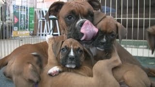 Cute 6 Week Old Boxer Puppies Playing [upl. by Melton]