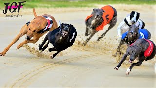 Greyhound racing  These dogs run 75 kmH💥 [upl. by Gemini678]