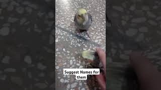 Suggest Names for Cocktail birdscockatiel singingcockatielshortspetpetlovercockatielvideos [upl. by Skeie]