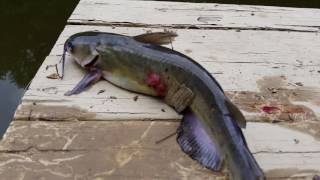 Channel Catfish Sores in 4K  Red sore disease [upl. by Aissatsan]