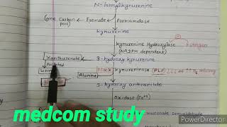 Tryptophan metabolism  kynurenine and anthranilate pathway [upl. by Tigirb]