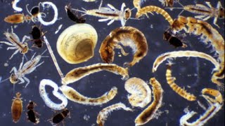 Uso de macroinvertebrados como bioindicadores de la Calidad del Agua [upl. by Hannavas428]