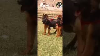 German Shepherd puppies male and female [upl. by Jarad]