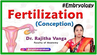 Fertilization conception Embryology [upl. by Nnylorac]