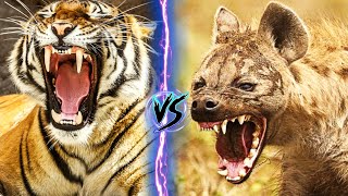 SIBERIAN TIGER VS SPOTTED HYENA  Who Could Win [upl. by Ilesara]