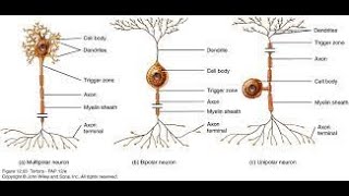 Neurons Unipolar Bipolar amp Multipolar [upl. by Chrisy]