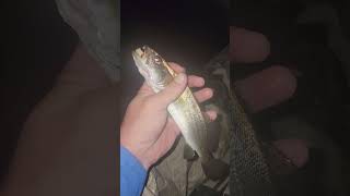 TROUT ON A CRAPPIE JIGsubscribe fishingtechniques [upl. by Eppillihp]