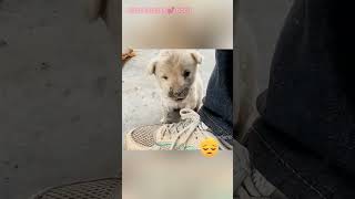 जब puppy की मां उसे पाल nahi पा रही thi तब ek दयालु आदमी kese छोटे puppy 🐶 को theekh करता है🥺🥺 [upl. by Lidstone]