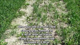 Reed canary grass in the year after establishment with and without various companion crops [upl. by Auqenehs]